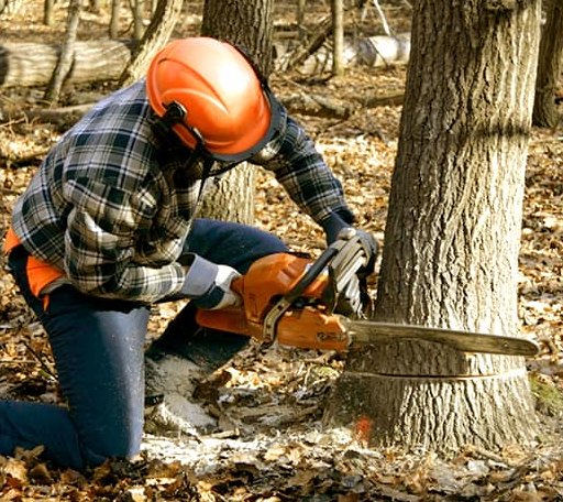 Tree Removal in Philo, IL